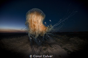 "Long Distance Traveler" part of my Underwater Surrealism... by Conor Culver 